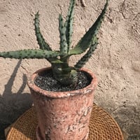 アロエ 鬼切丸 器付き