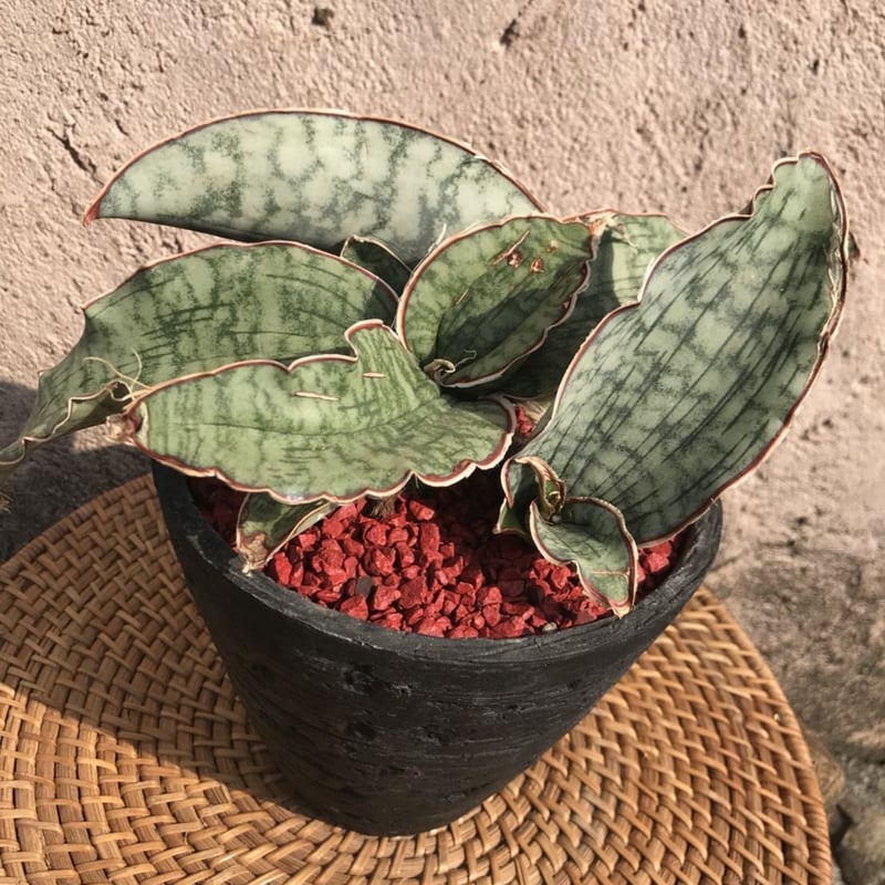 サンスベリア エチオピカ ブルー サンスベリア エチオピカ ブルー サンスベリア シルバーブルー | 花と