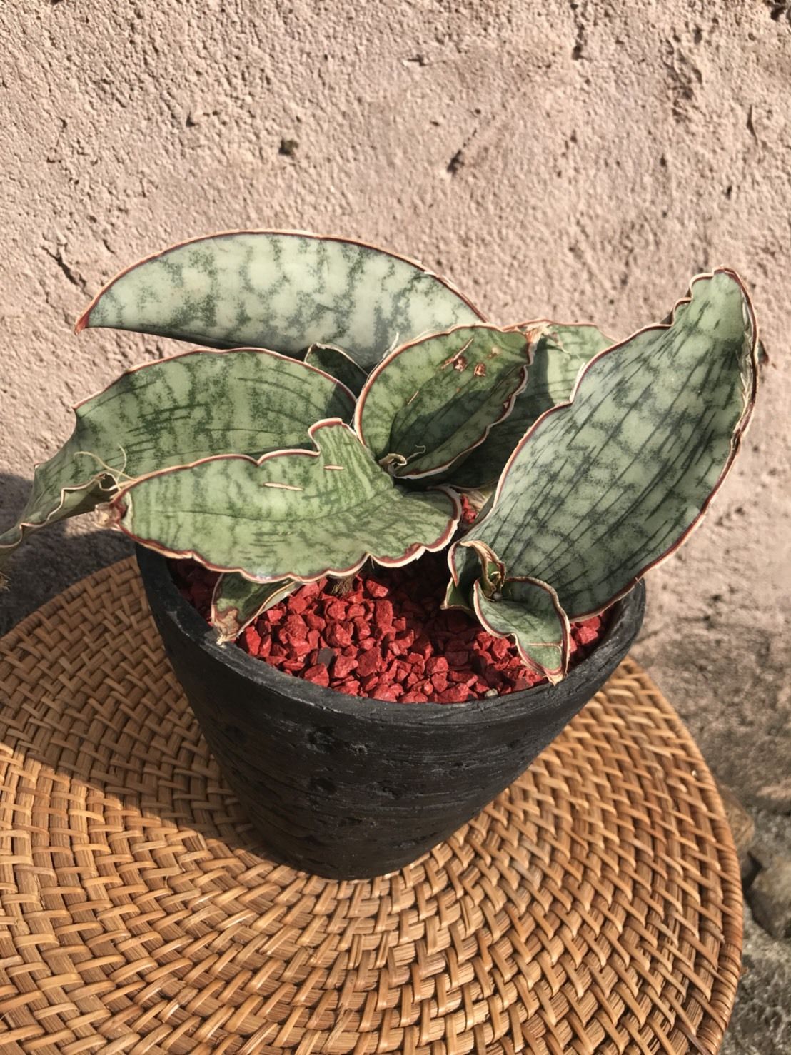 サンスベリア・シルバーブルー 斑入 S.Silver Blue Var サンスベリア