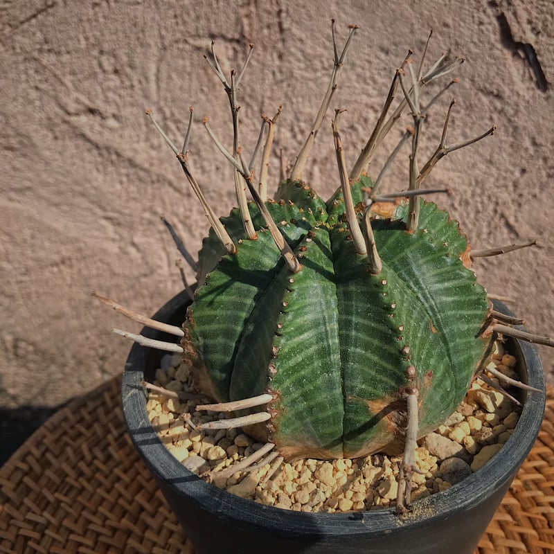 ユーフォルビア・バリダスーパー | 花と器 biJi