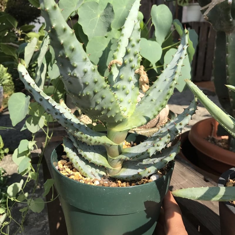 アロエ 鬼切丸 | 花と器 biJi