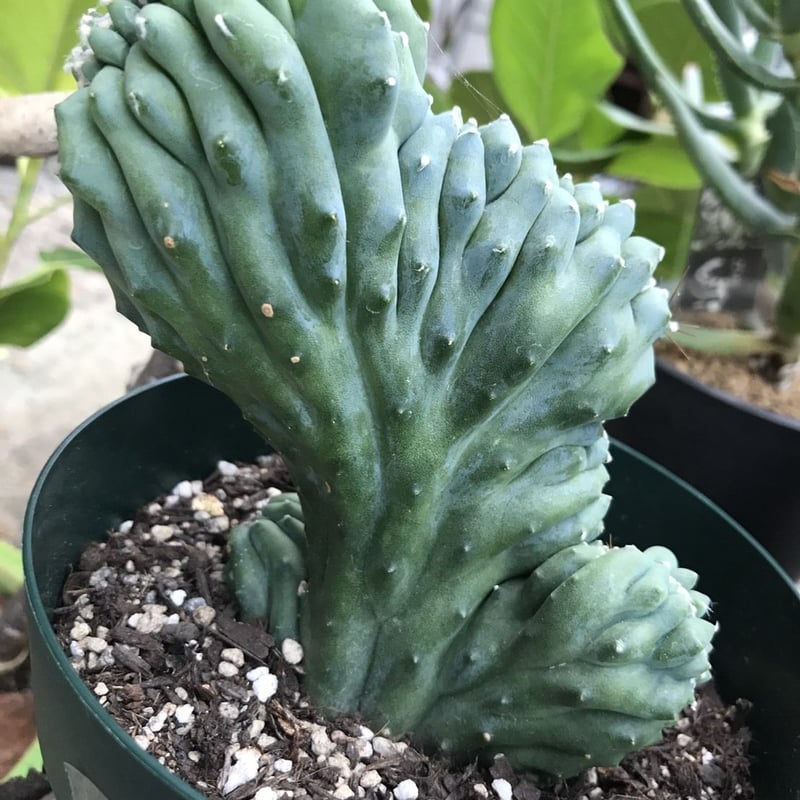 柱サボテン雷神閣綴化(最終値下げ) 柱サボテン雷神閣綴化(最終値下げ) 【公式通販】