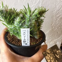 ベスティータ綴化