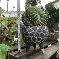 [器]  アダンの実      サブデヌータ