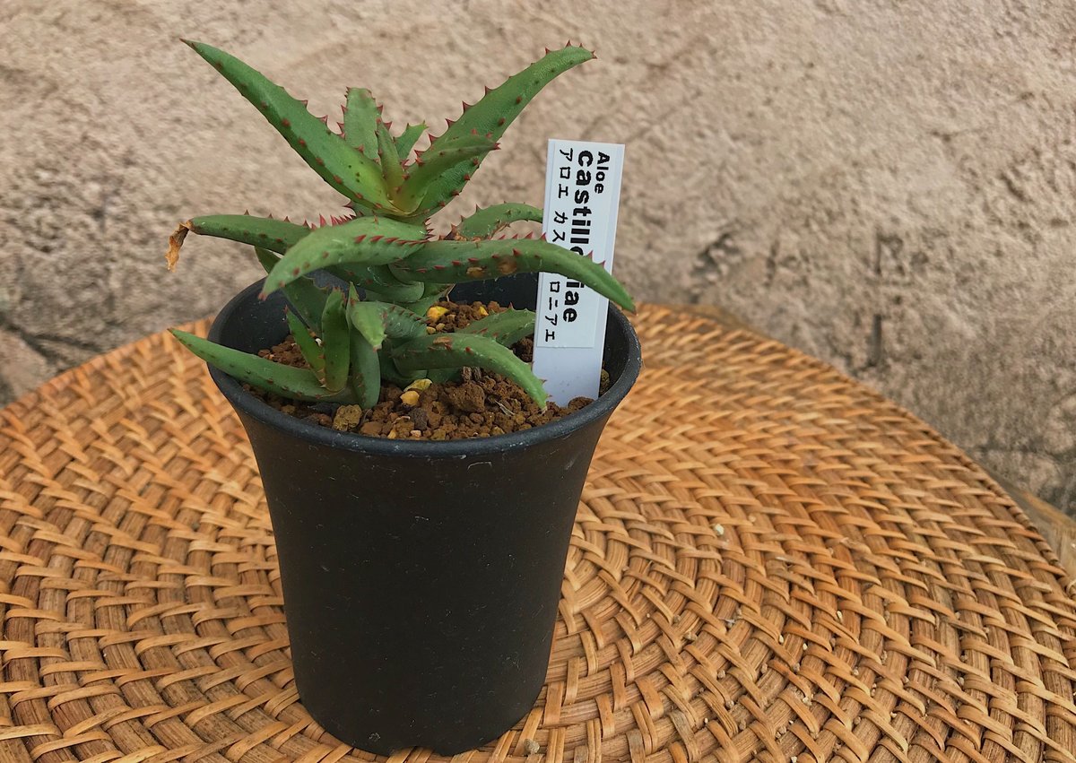 アロエ・カスティロニアエ | 花と器 biJi