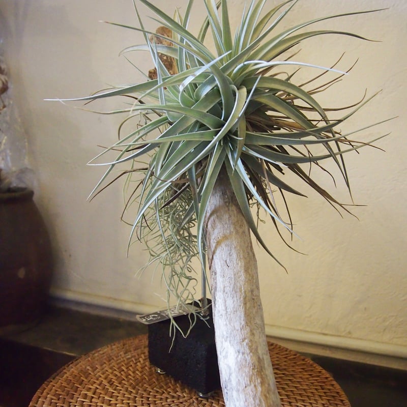 大株】チランジア・ホワイトスター直径35㎝ 複数子株 エアプランツ