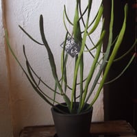 ユーフォルビア ヘラサンゴ