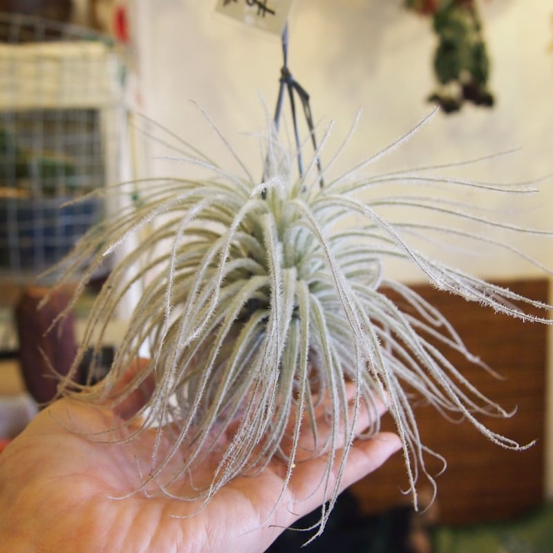 チランジア テクトラム | 花と器 biJi