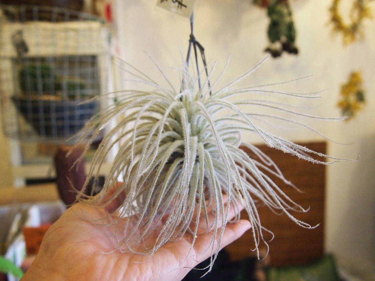 チランジア テクトラム | 花と器 biJi