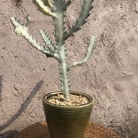 ユーフォルビア ホワイトゴースト