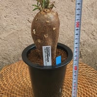 パキポディウムサキュレント