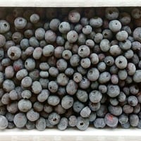 ★送料別途★能登町産手摘みの完熟ブルーベリー冷凍果実 （サイズ混・赤みあり）