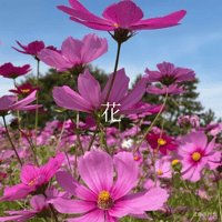 2024.7.21「花」CD-R版