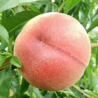 ２０２６年予約注文品 松岡修造さんが悶絶した桃！【もも】あかつき（約2kg）