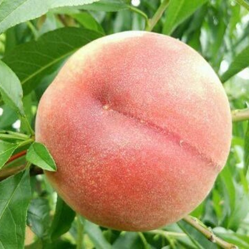 2026年予約注文品 松岡修造さんが悶絶した桃！【もも】あかつき