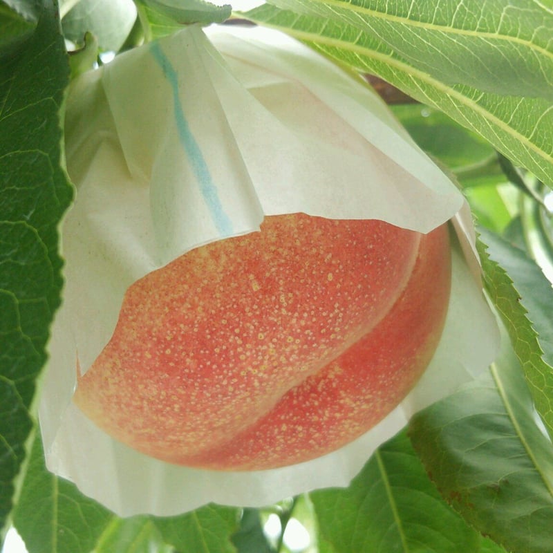 2026年予約注文品 9月上旬から収穫発送！さくら白桃（約2kg