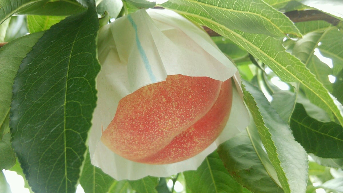 fit=scale-down,w=1200