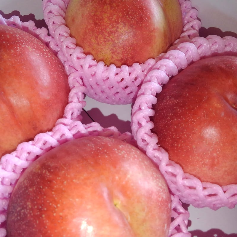 2026年予約注文品 所さん事件です、ヒカキンチャンネル、1億3000万