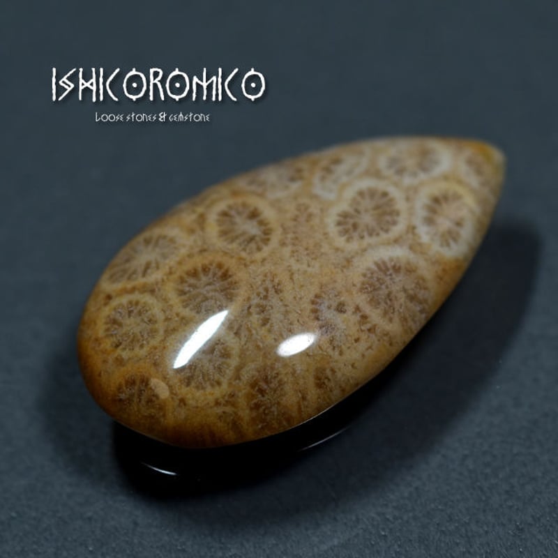 レア^^ 1kg超え大きな珊瑚の化石 フォシルコーラル 原石 1面磨き 372 レア^^ 1kg超え大きな珊瑚の化石 フォシルコーラル 原石 1面磨き 372