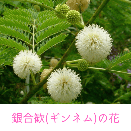 ぎん茶（発酵ギンネム茶）