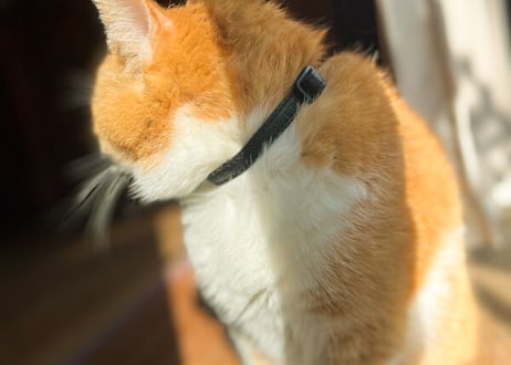 《RUSSETY》Soft leather cat collar　やさしい革の猫用首輪《5colors》