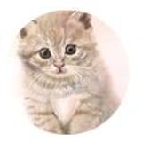 みかんのおもちゃ箱