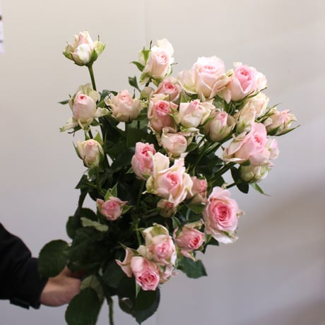 スプレーバラ | STORES