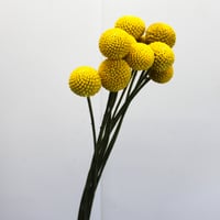 グラスペディア＜10本＞  【送料別】