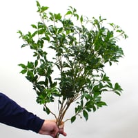 枝もの生活スタートセット/アセビ２本、プラスチックベース付き【送料別】