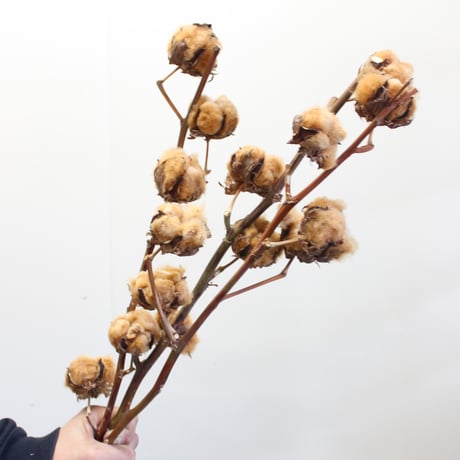 コットンフラワー　さまざま詰め合わせ 綿／プリザーブド コットンフラワー（アロマスプレー付） | 株式