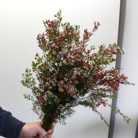 ワックスフラワー | STORES