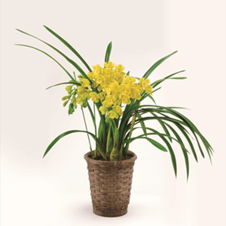 金運アップ | STORES