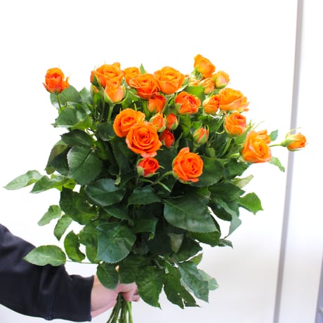 スプレーバラ | STORES