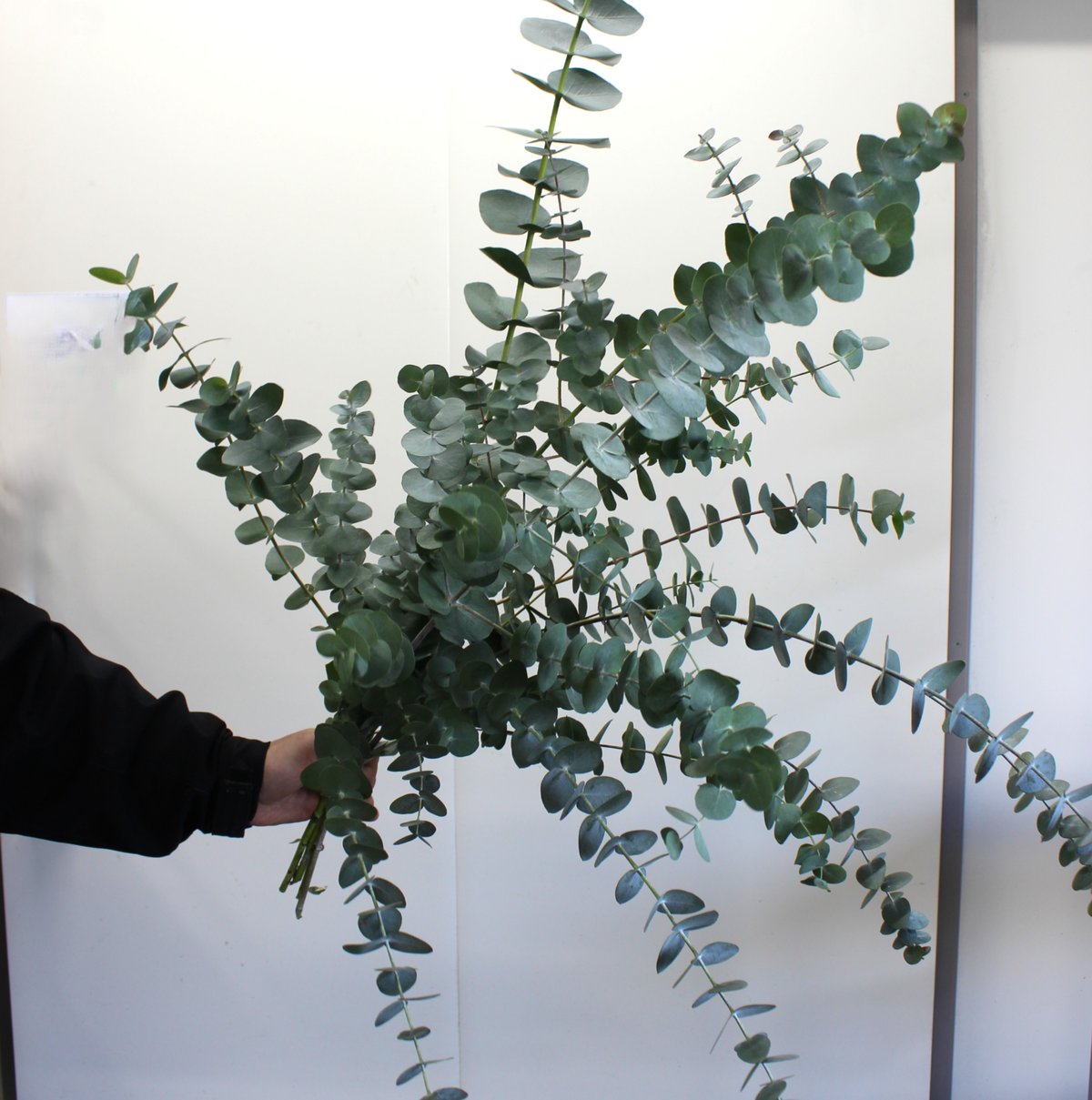 ユーカリ/ 銀世界＜4本＞【送料別】 | フレハナ 公式オンラインストア