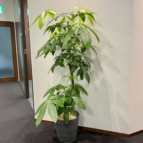 MP　今月の観葉植物　Lサイズ（高さ170㎝程度）20000円