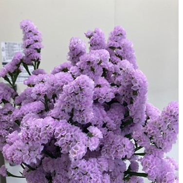 スターチス/色お任せ＜10本＞【送料別】 | フレハナ 公式オンライン