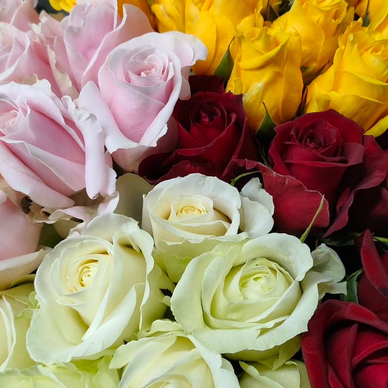 ピンクローズとモカラのハーフリース*pink×white〔M070〕 みずみずしけれ 