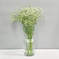 かすみそう ＜20本＞