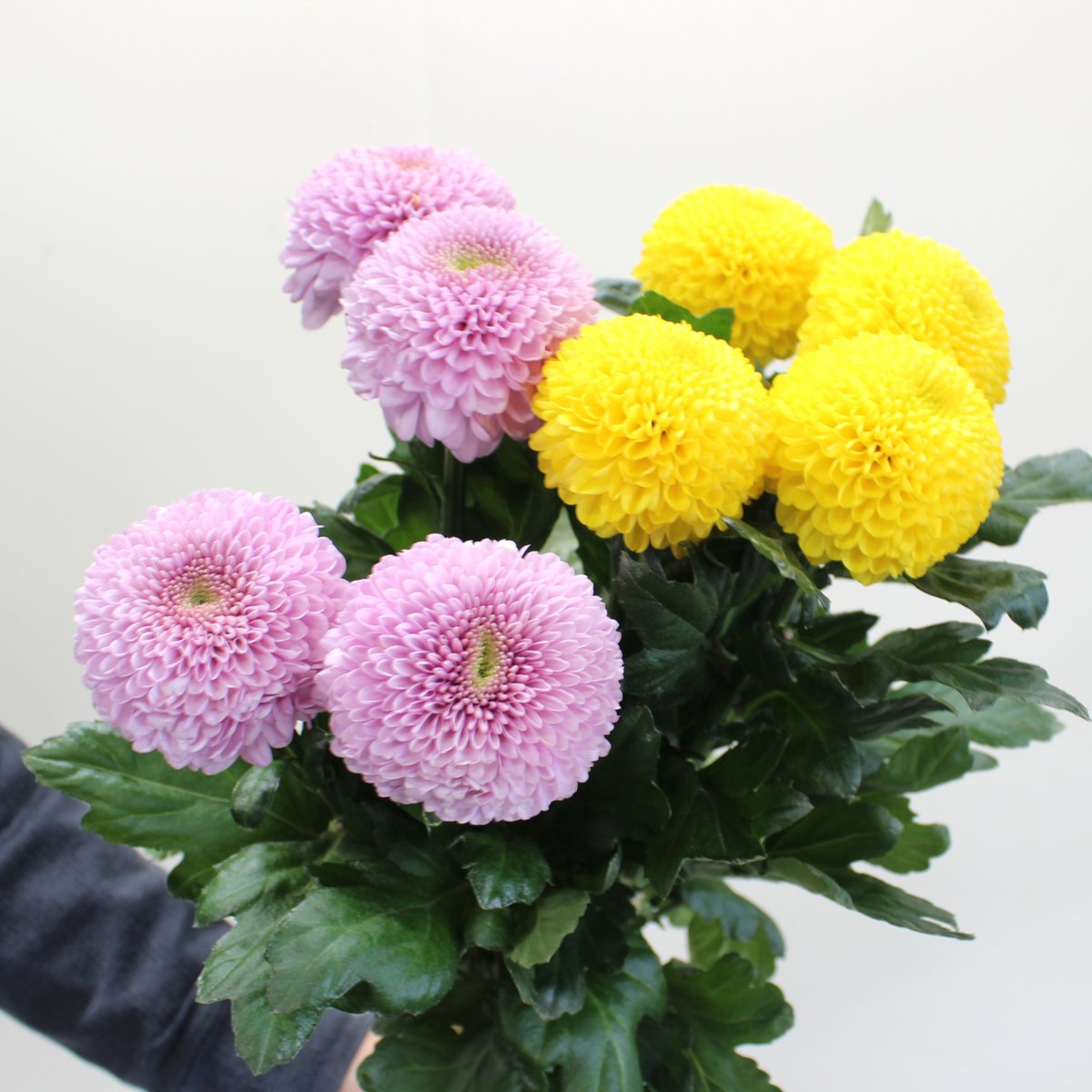 ピンポンマム＜黄色・ピンクミックス＞/6～8本【送料別】 | フレハナ