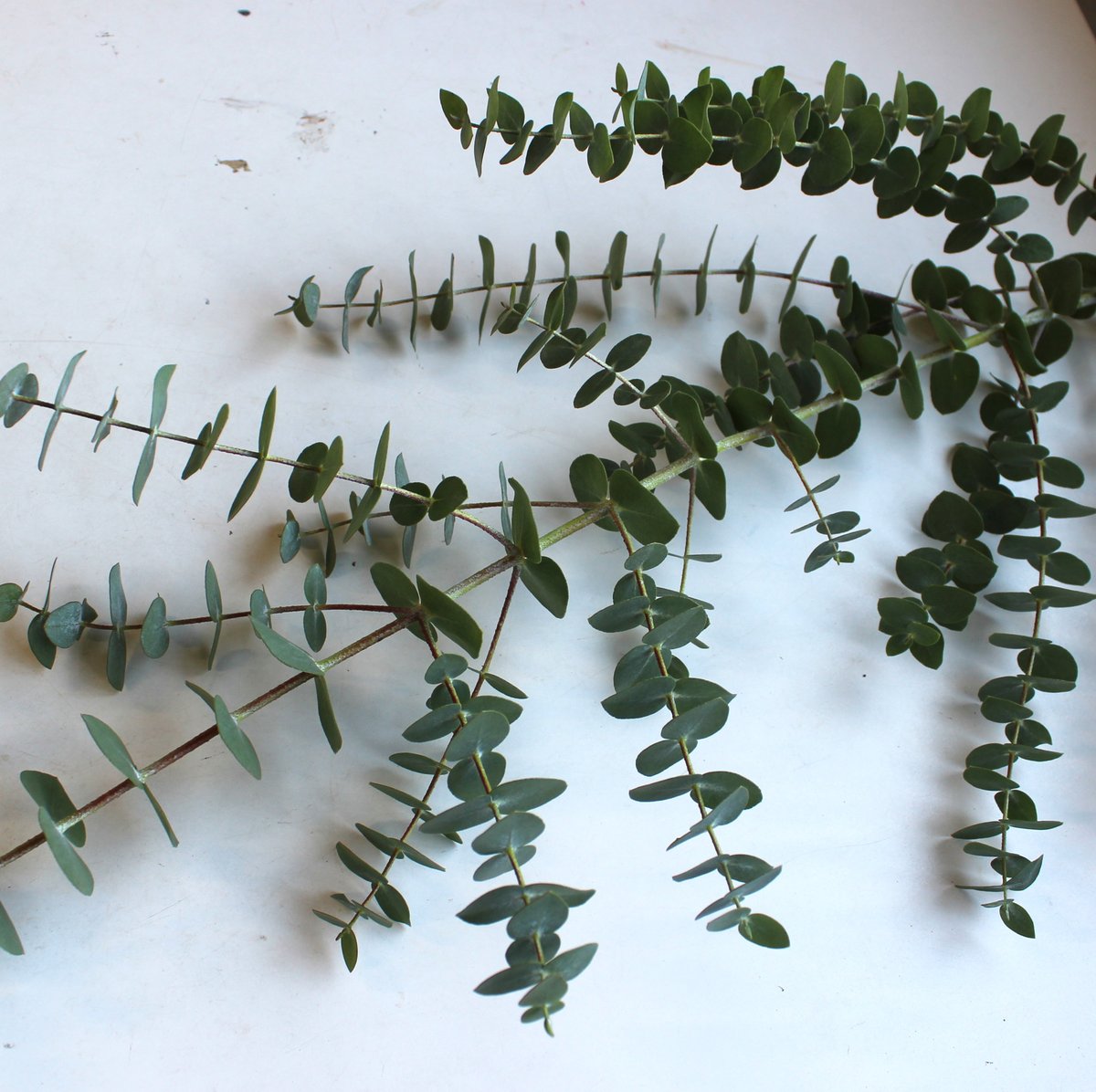 ユーカリ/ 銀世界＜4本＞【送料別】 | フレハナ 公式オンラインストア