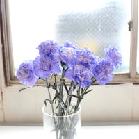 カーネーション / ラベンダー 【送料別】