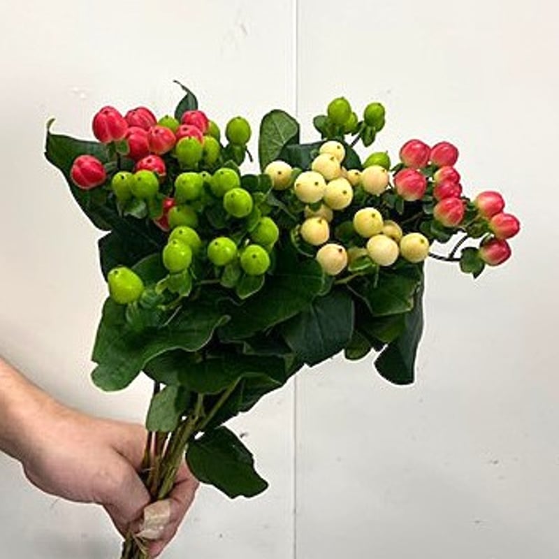 ヒペリカム(*^^*) ヒペリカム3色/10本【送料別】 | フレハナ 公式オンラインストア