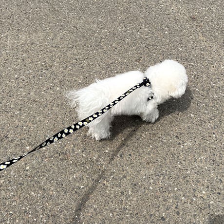 Walk with dog_Daisy