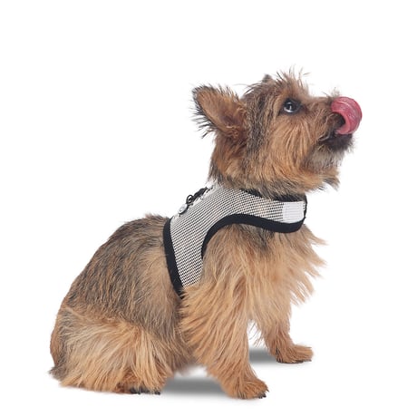 【即納】　Happy Bounce Mesh Harness