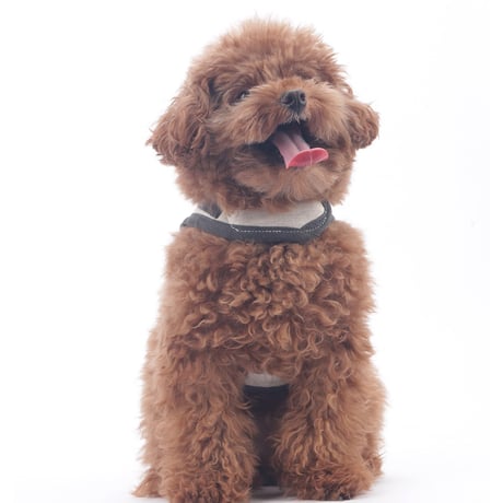 Jolly Dumb Harness Set