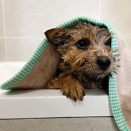 Country Dog Towel