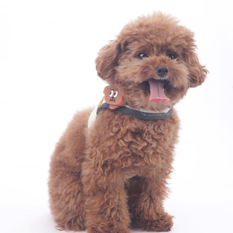 Jolly Dumb Harness Set