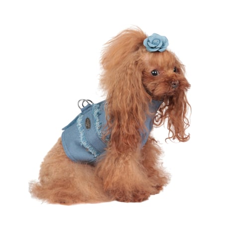 Art. 9029 harness jacket Camelia in jeans