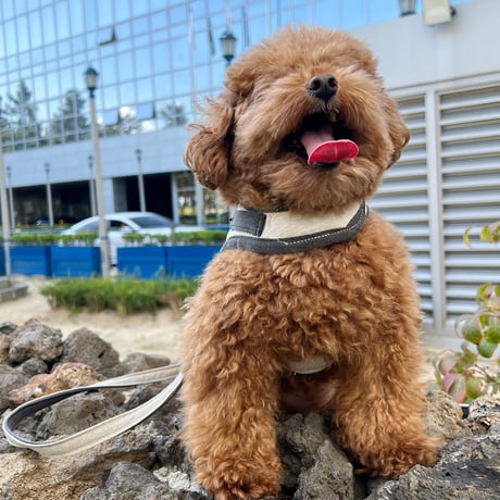 Jolly Dumb Harness Set