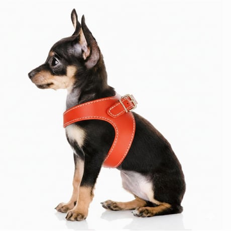 【即納】　Vendôme Leather Parachute Harness Orange